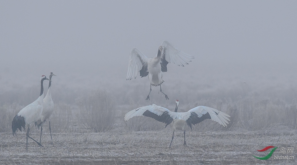 DSC_3855_DxOa.jpg