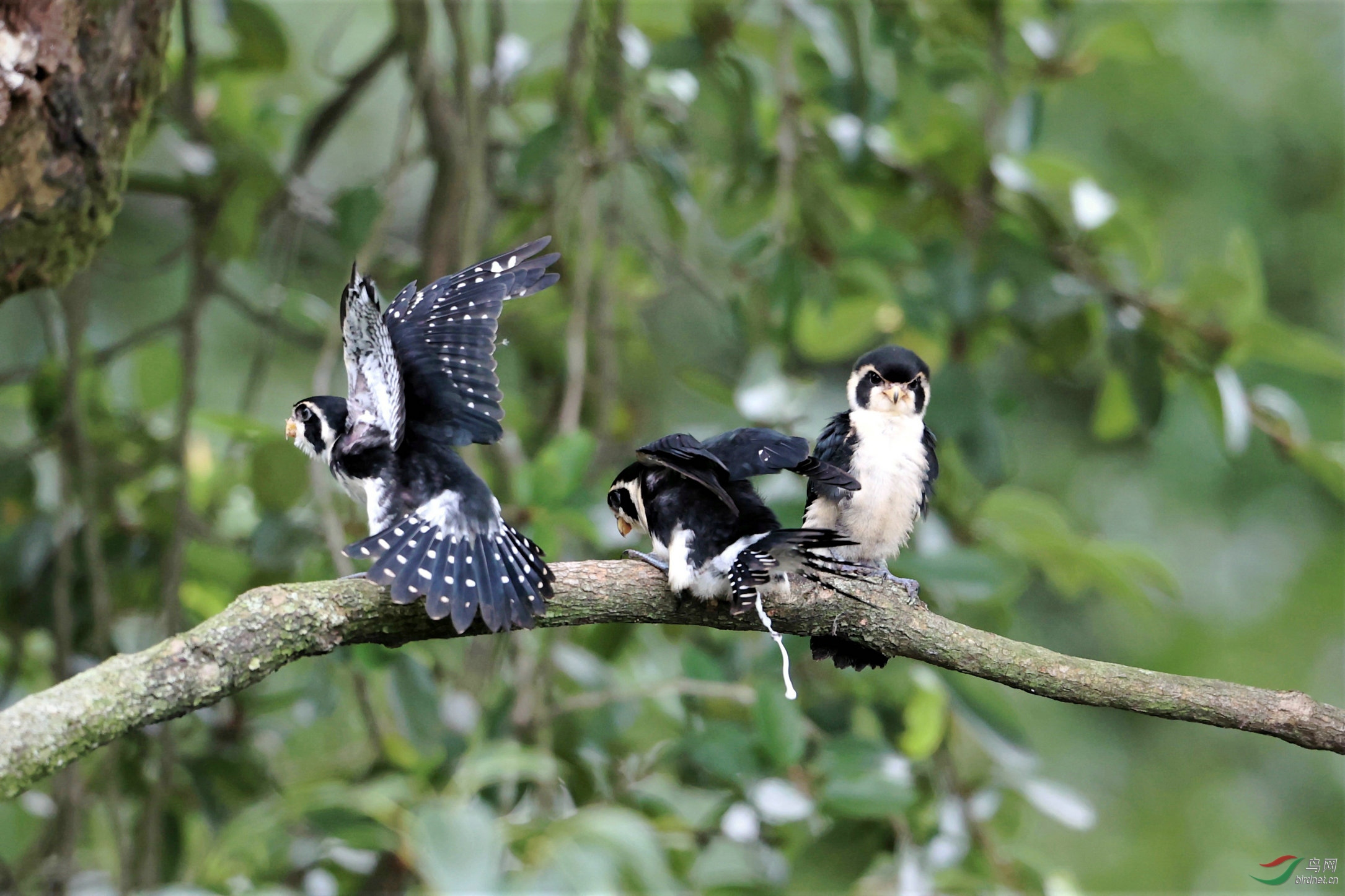 ��� ����С�� 2I2381--01.jpg