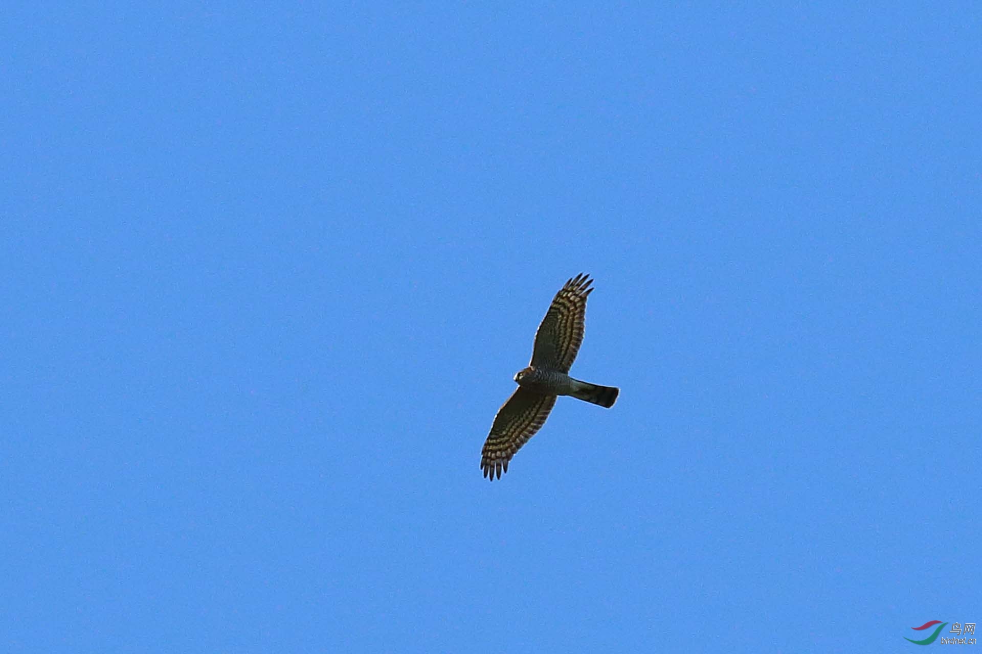 IMG_0920.JPG