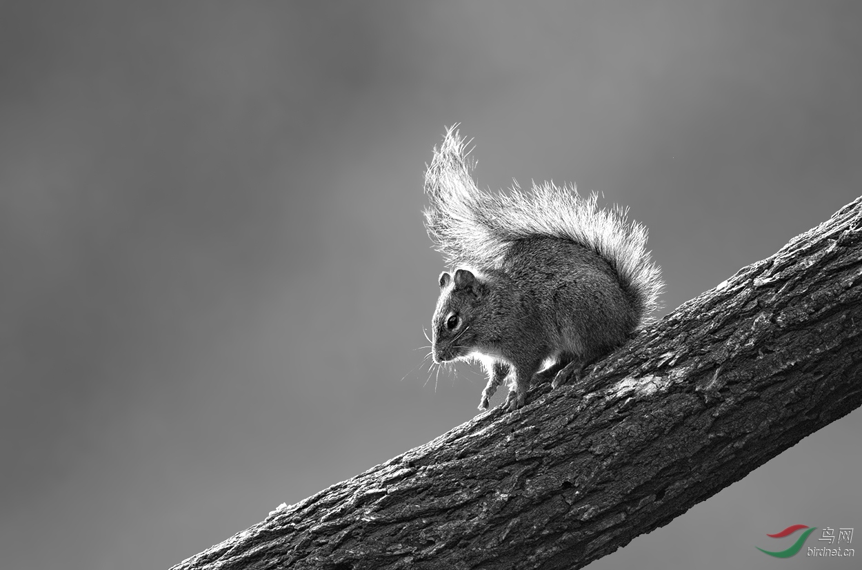 [动物] 小松鼠----祝贺老师佳作荣获黑白影像首页精华!