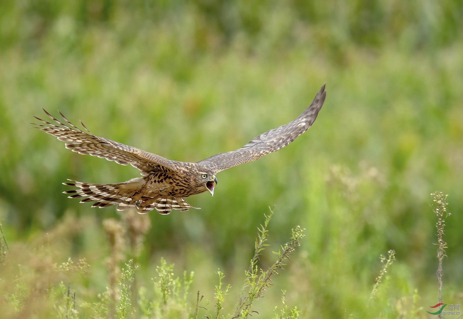 DSC_6815-denoise_1.jpg