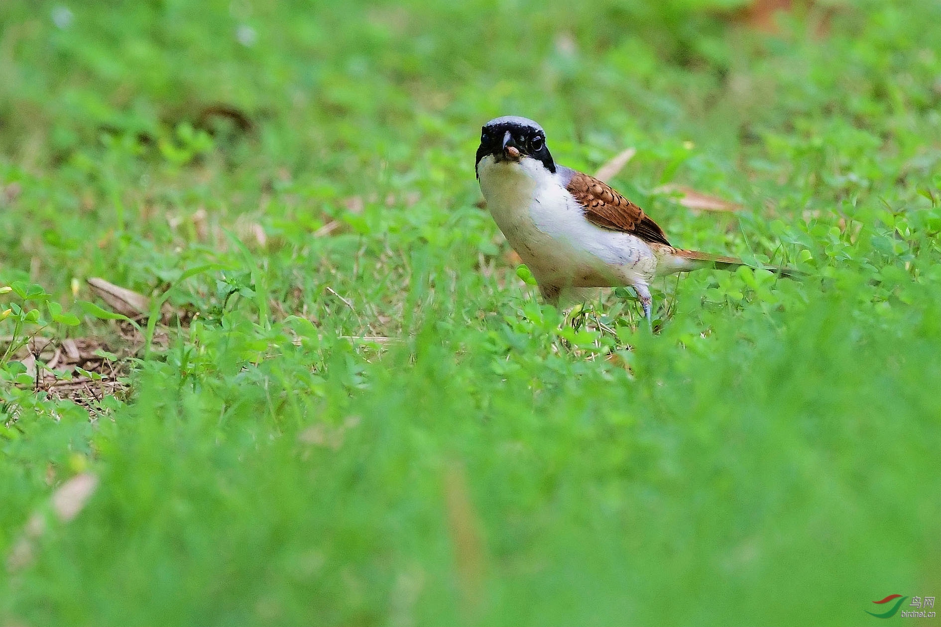 DSC_7710_����.jpg
