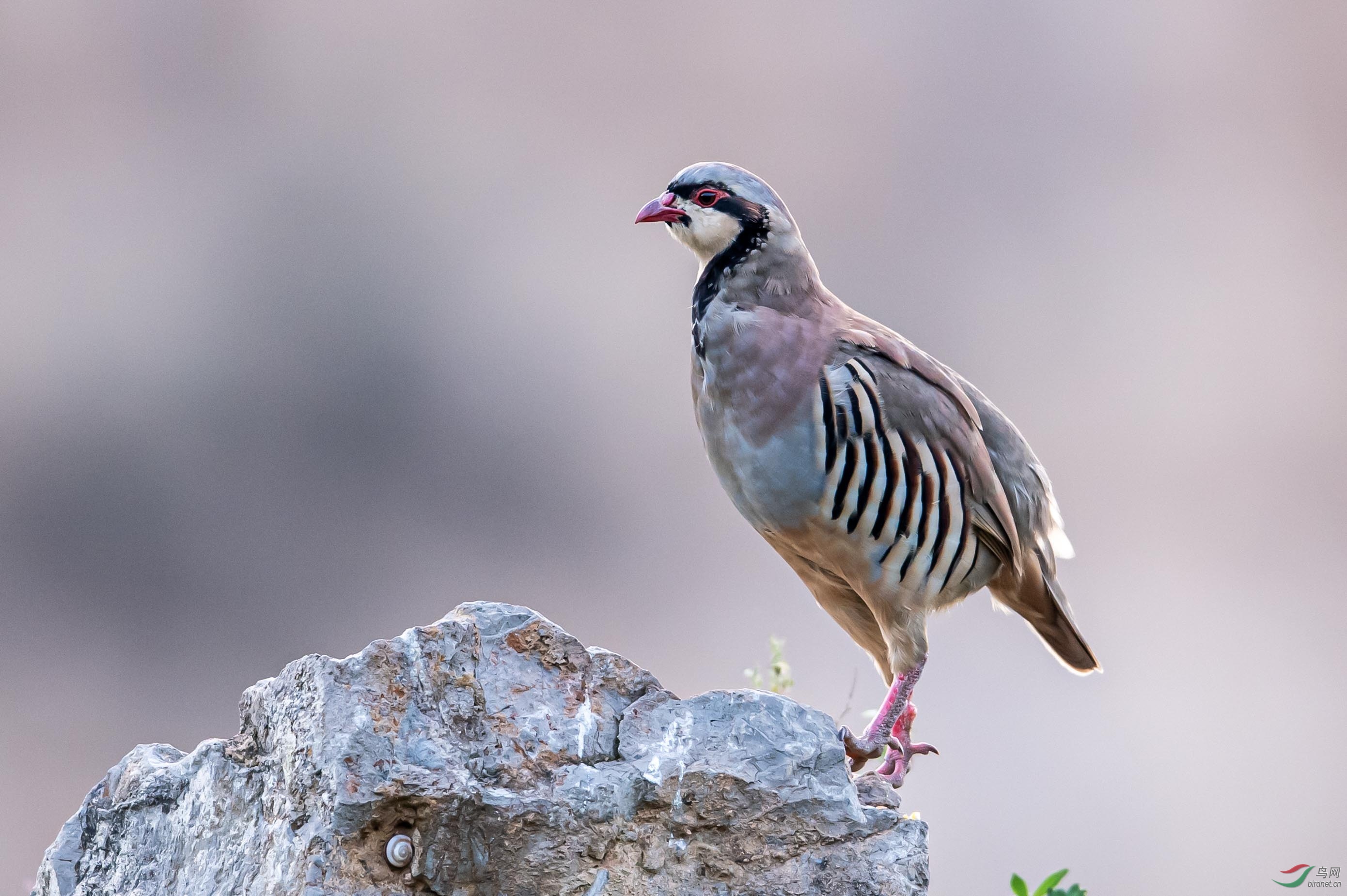 DSC_5472-1.jpg