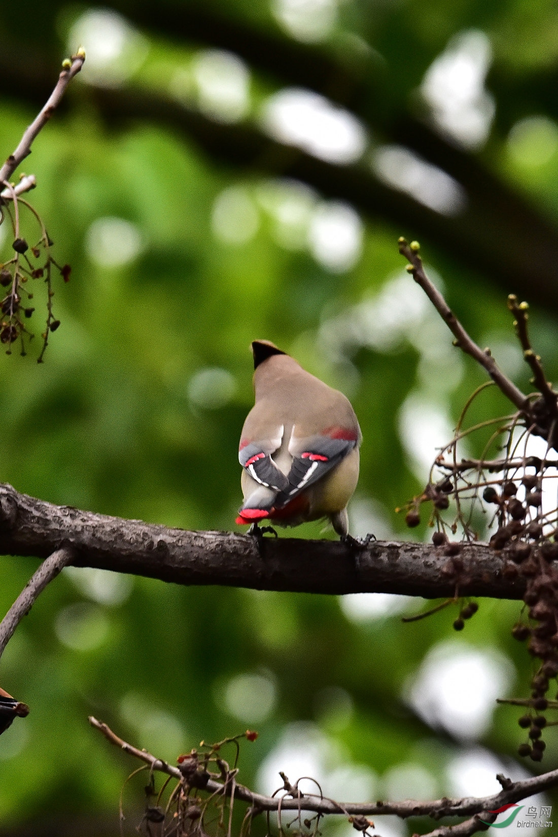 DSC_0441.jpg