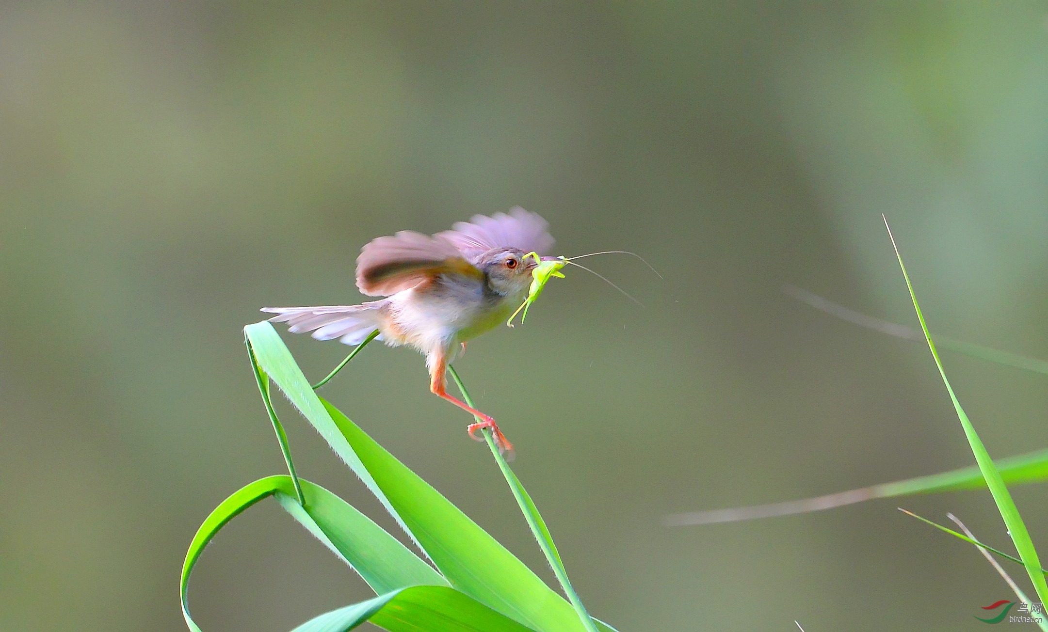 DSC_1333_conew5.jpg