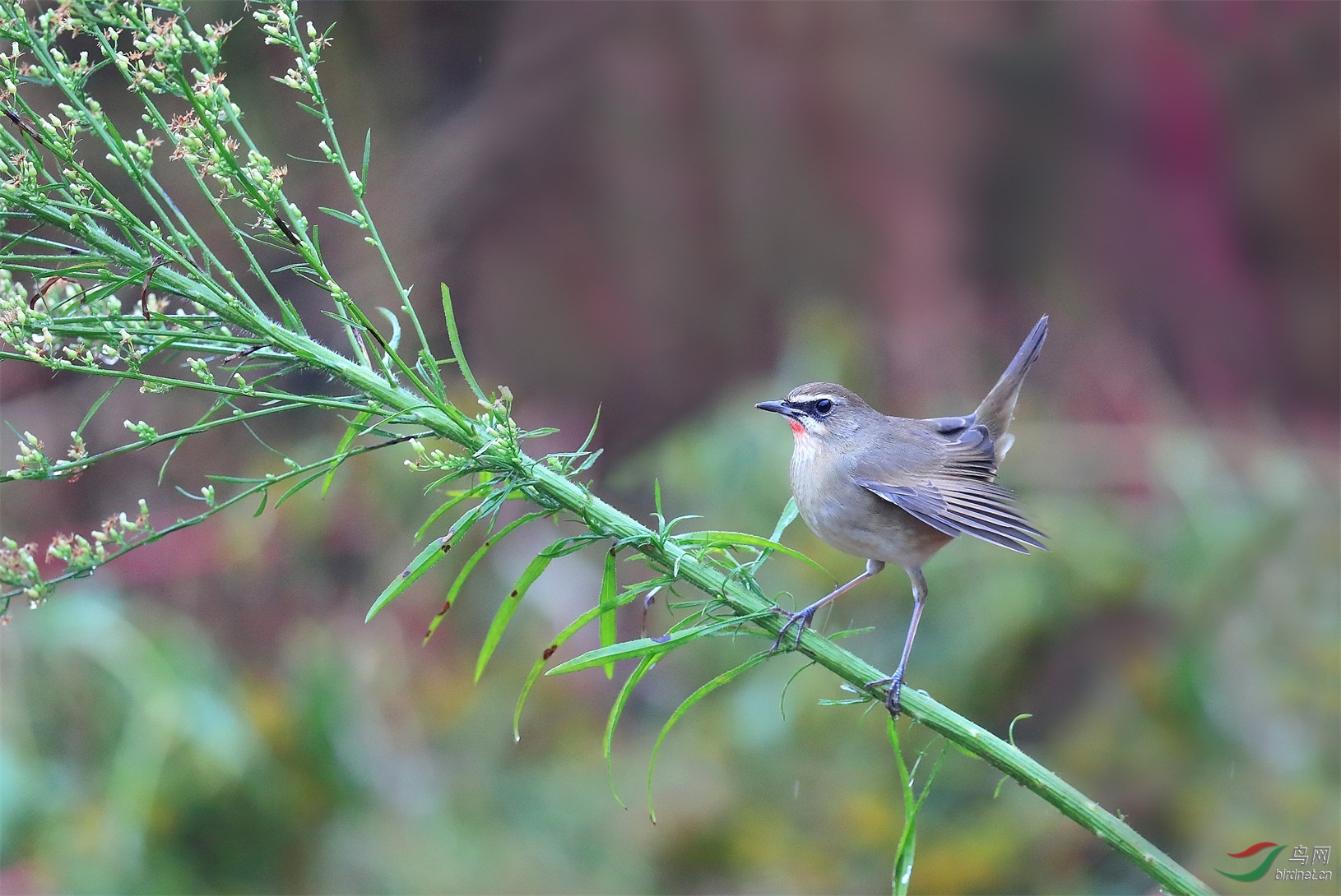 11 - ����.jpg