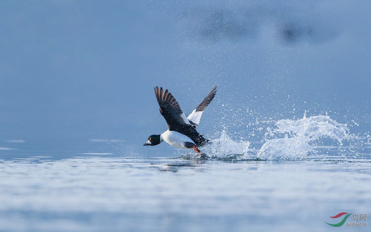 ����Զ��