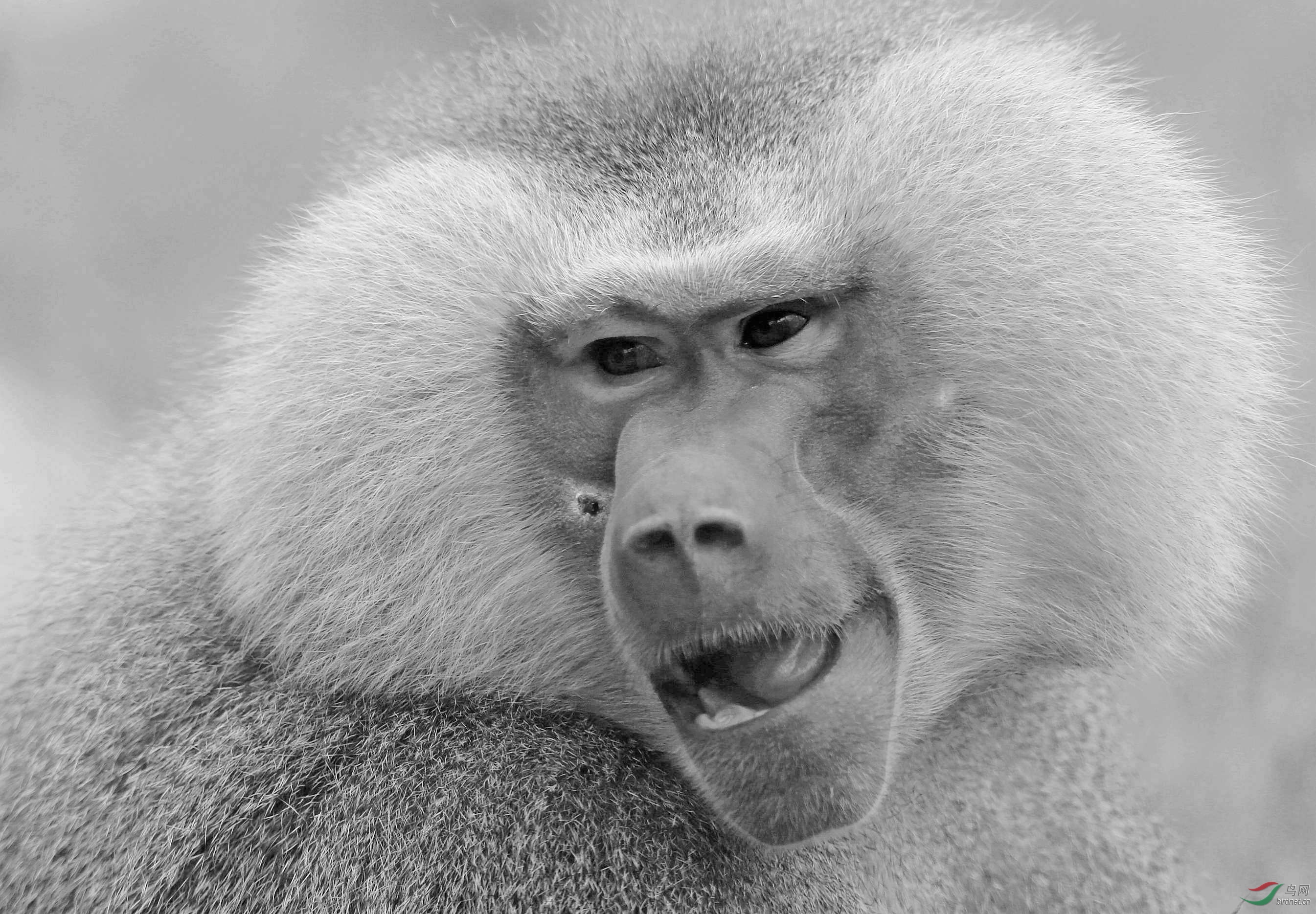 [动物] 斗士脸上的疤痕------****狒狒