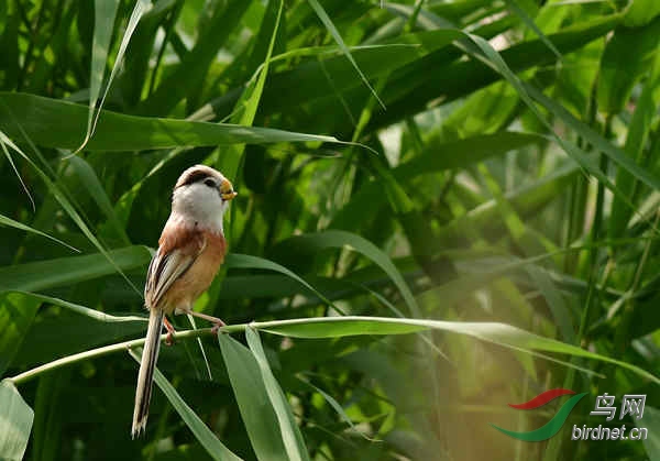 DSC_3596_����.jpg