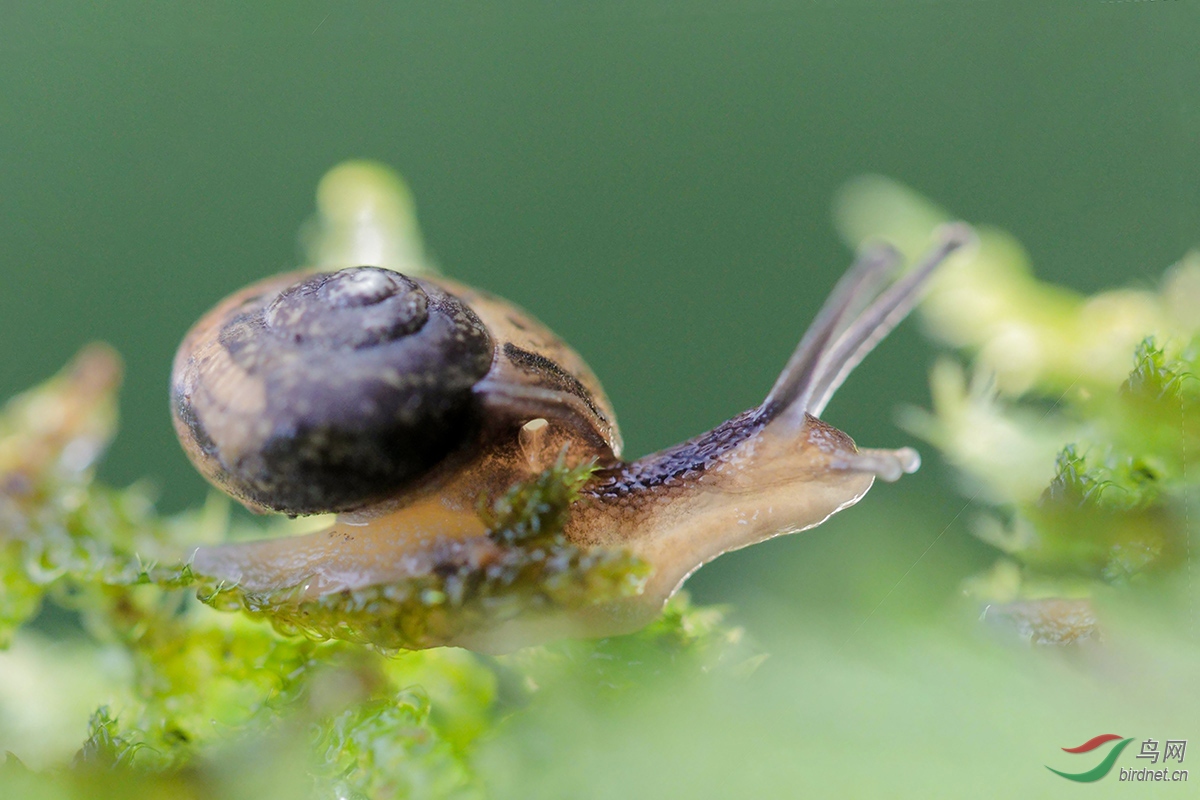 一只野生小蜗牛