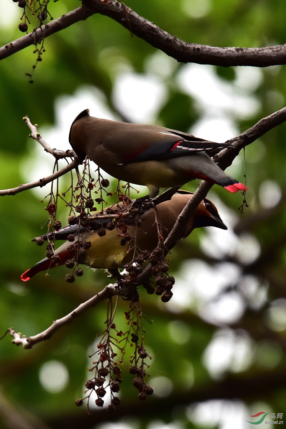 DSC_0463.JPG
