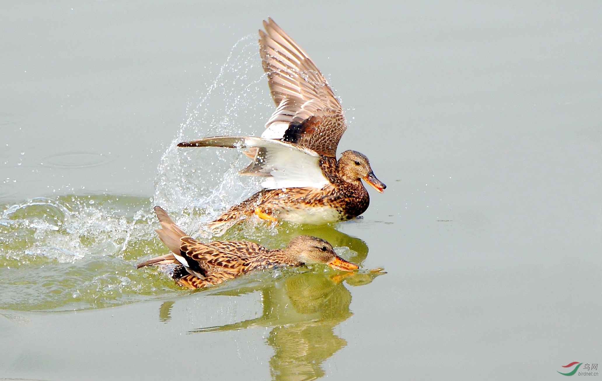 DSC_6797_conew2.jpg