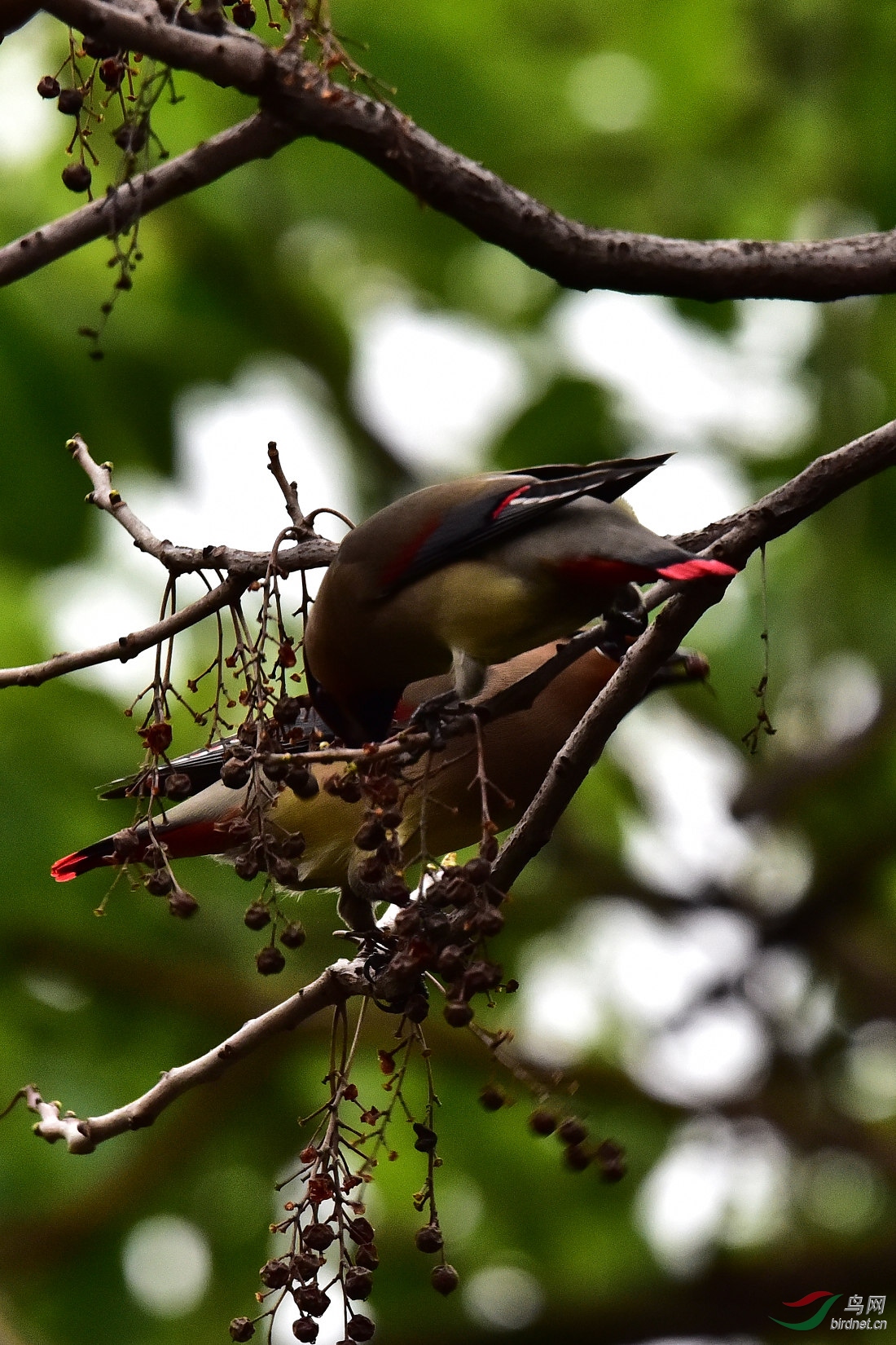DSC_0470.jpg
