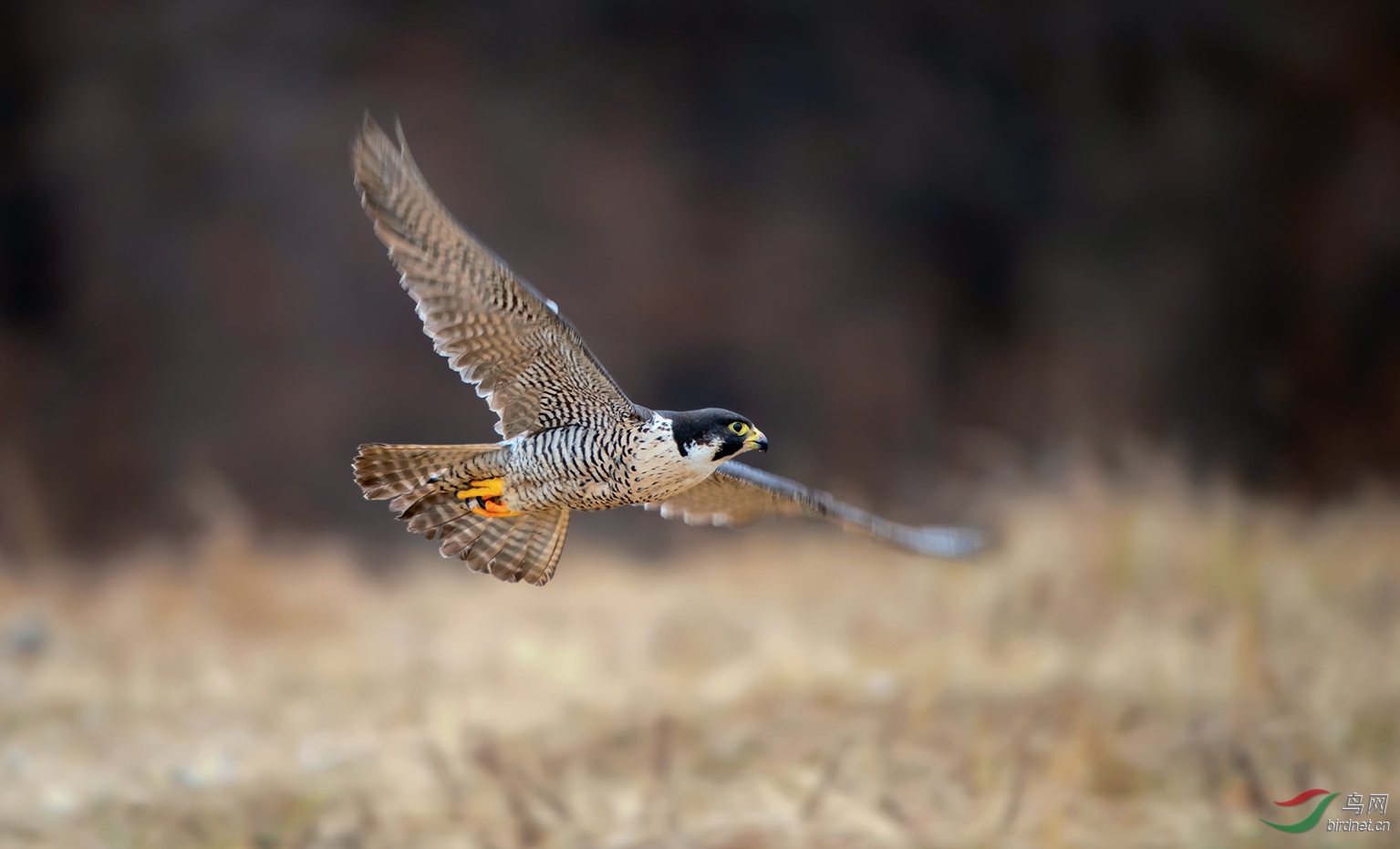 飞翔的游隼(祝贺佳作荣获首页精华)