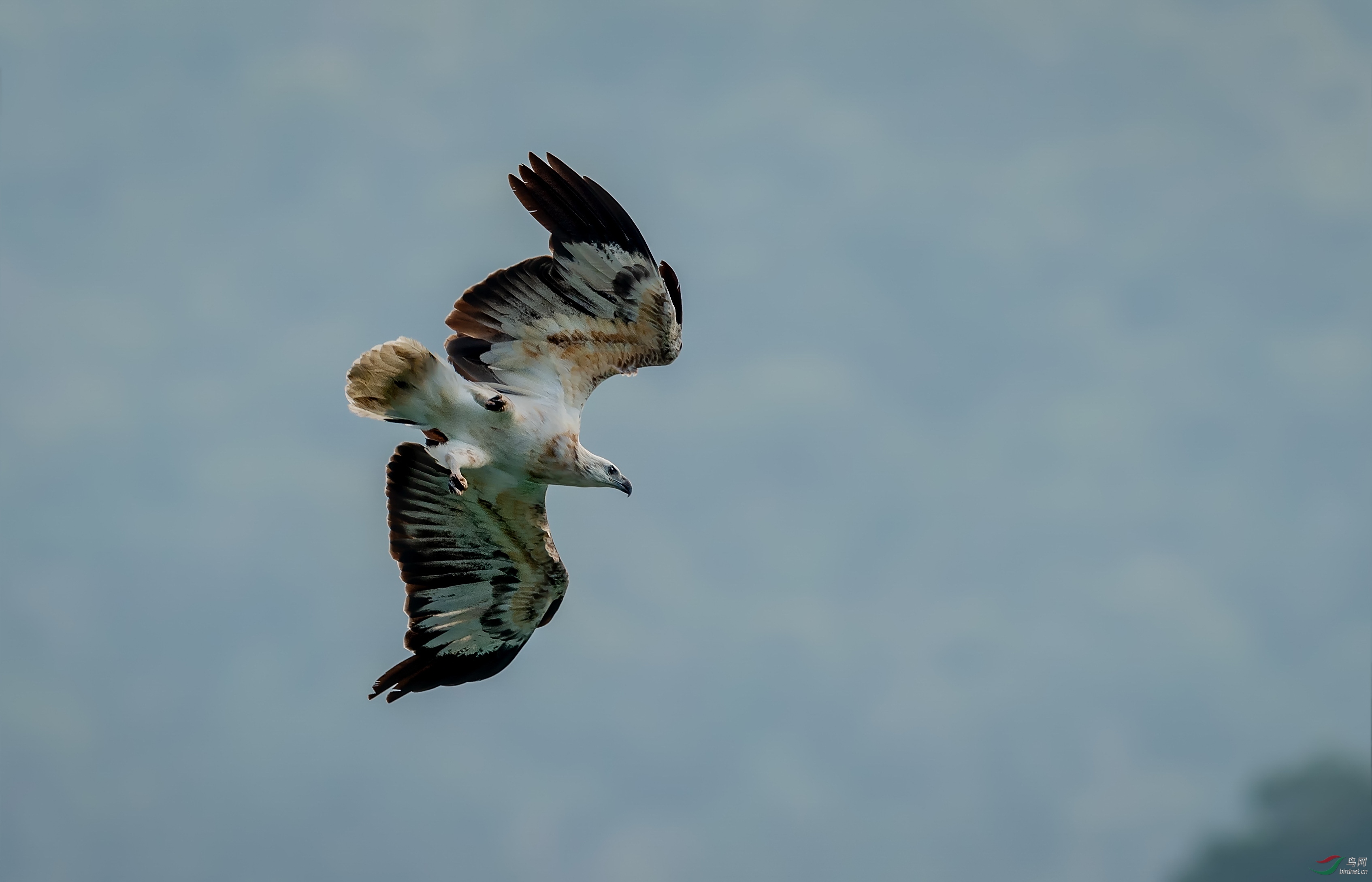 俯冲~~白腹海雕