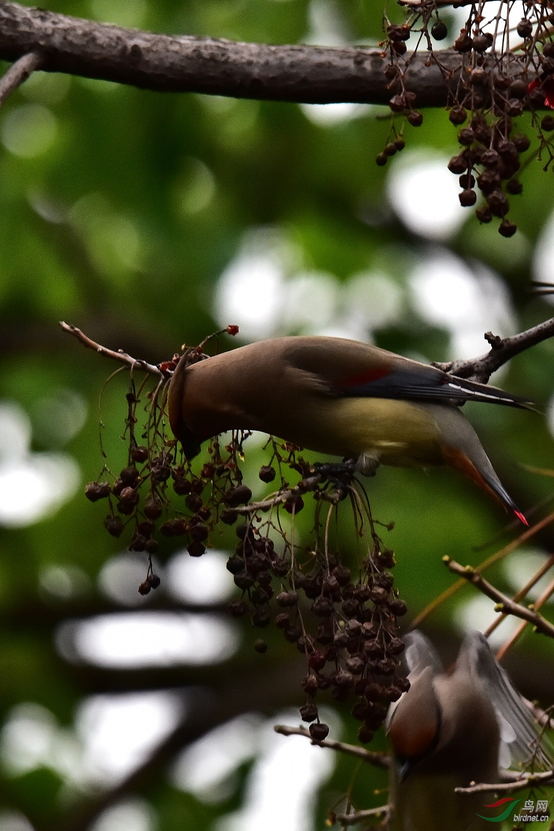 DSC_0480.JPG