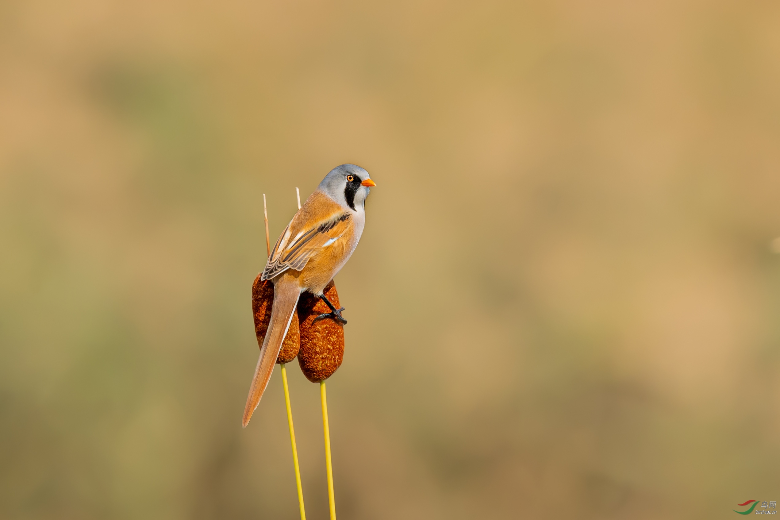 _DSC6097-1.jpg