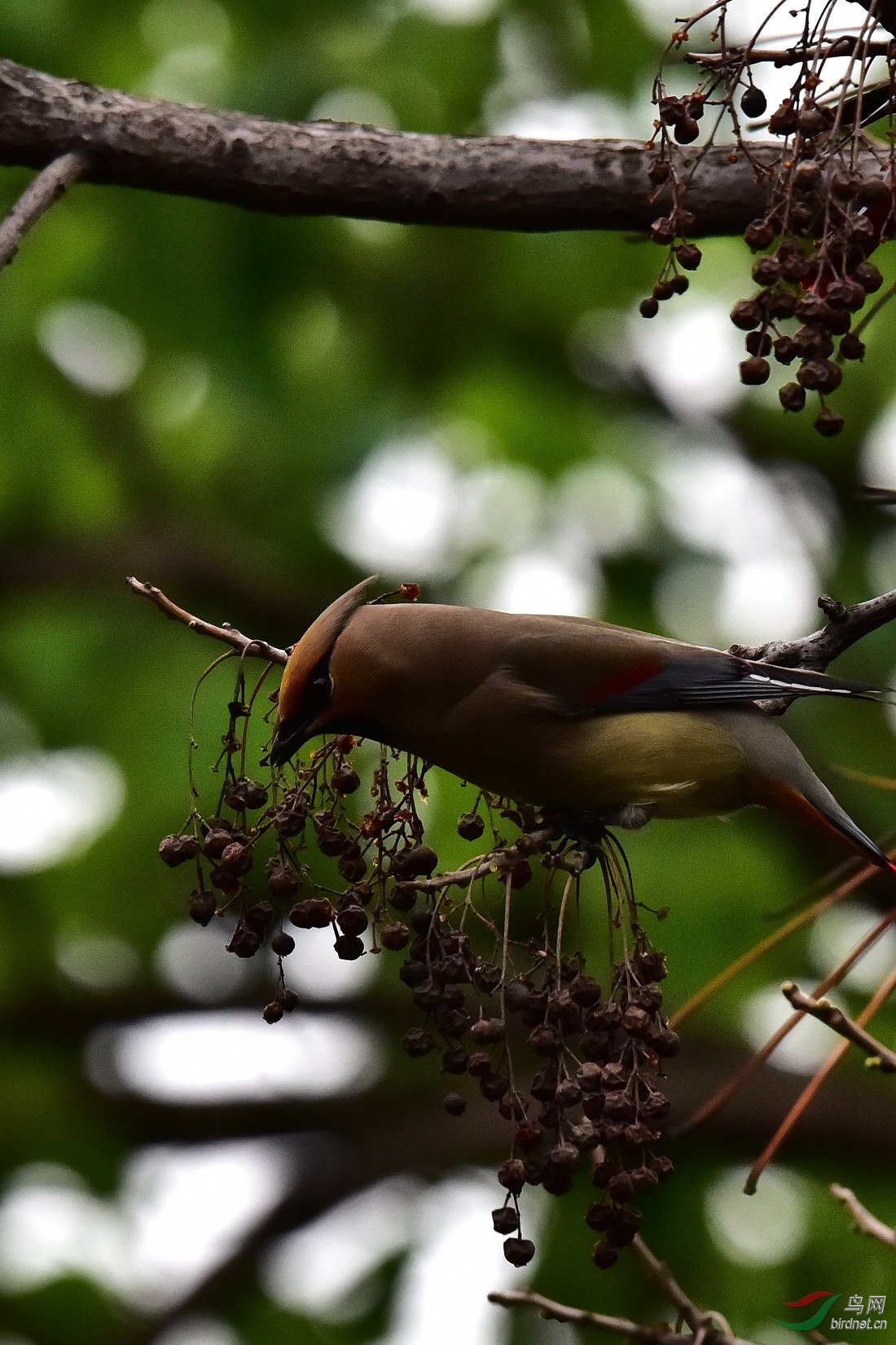 DSC_0481.JPG