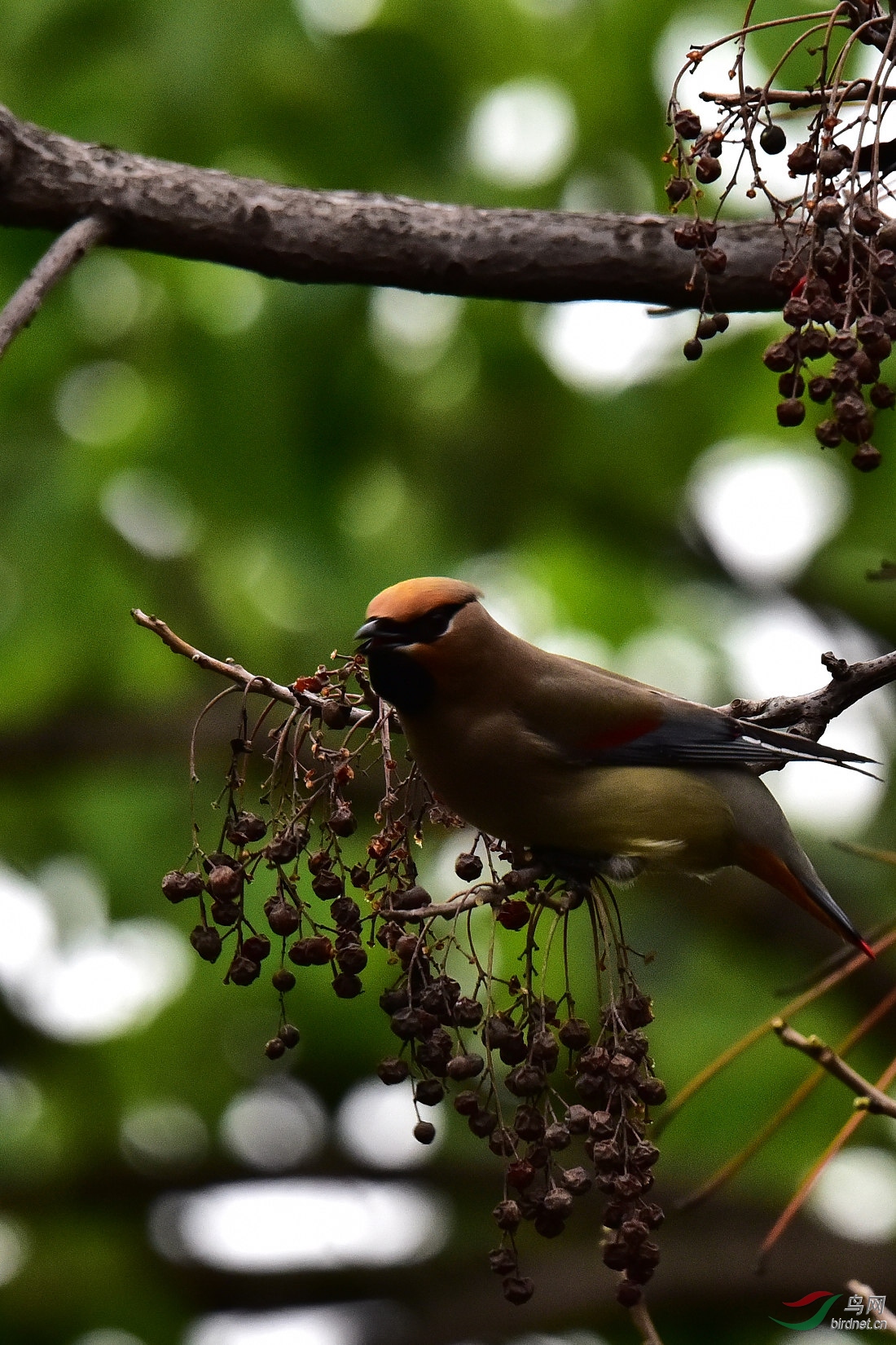 DSC_0484.JPG