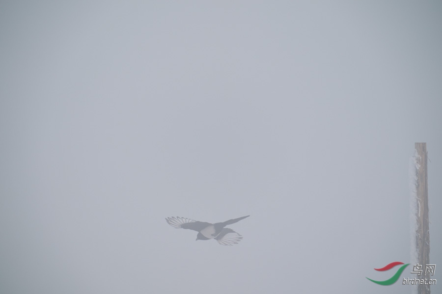 DSC00694.jpg