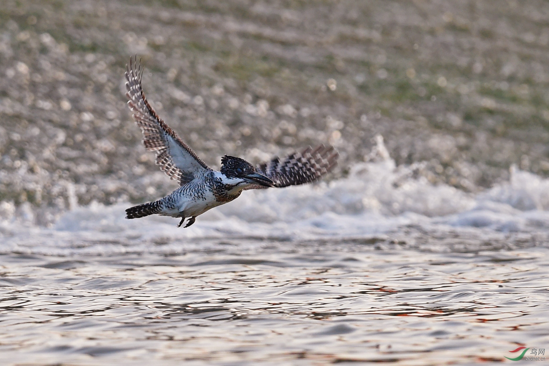 DSC_8875fb.jpg