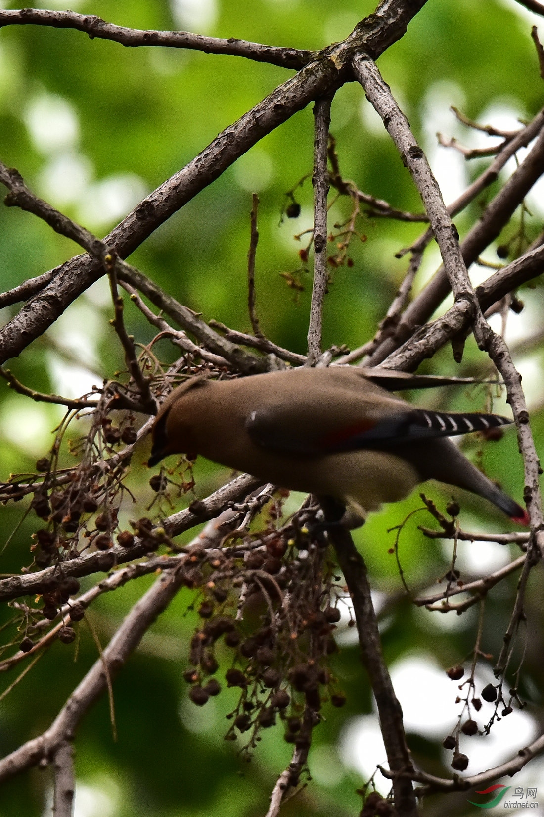 DSC_0489.JPG