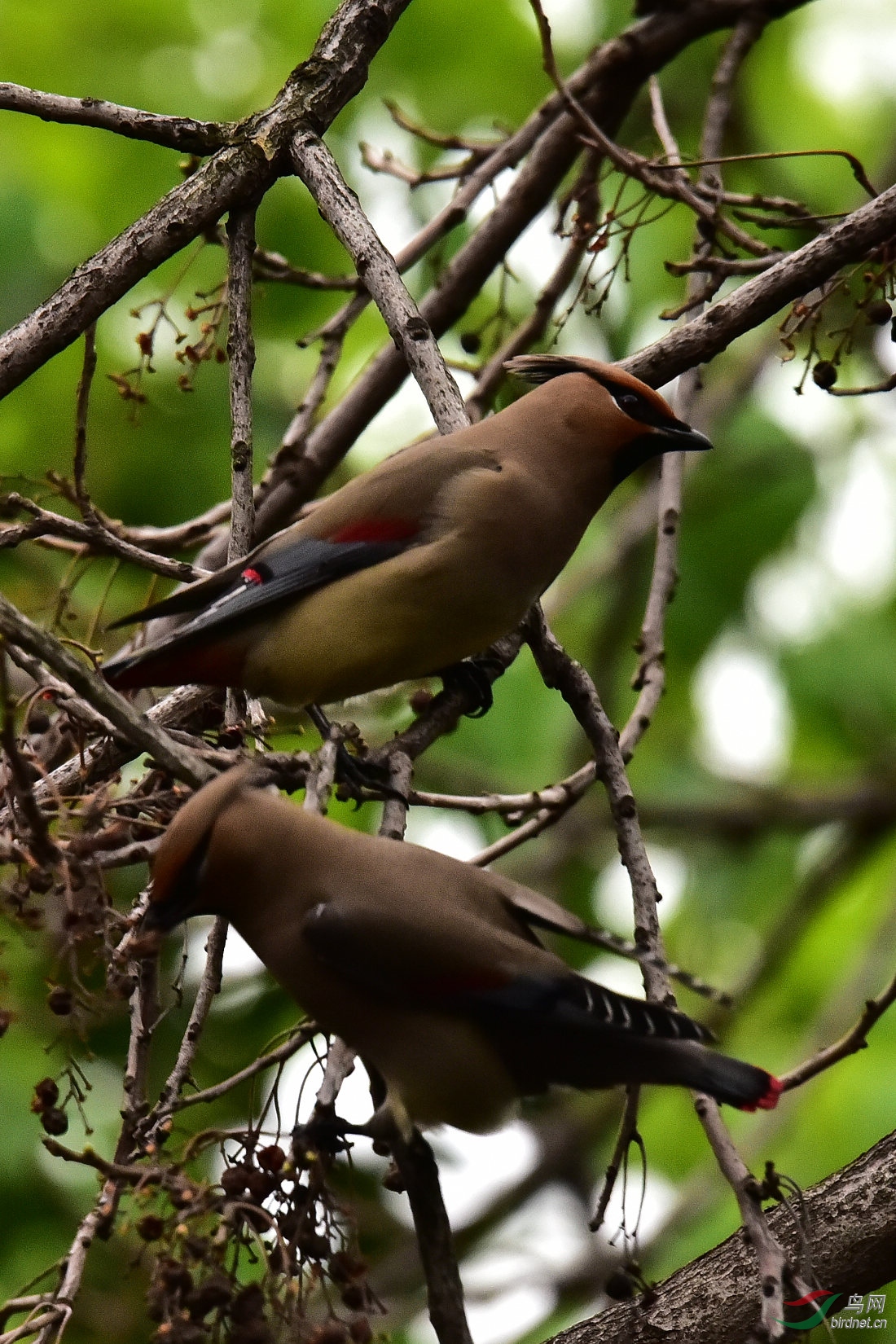 DSC_0490.JPG