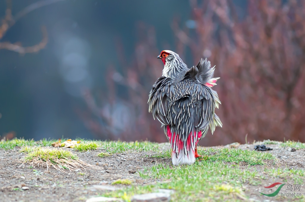 DSC_3078-0.jpg