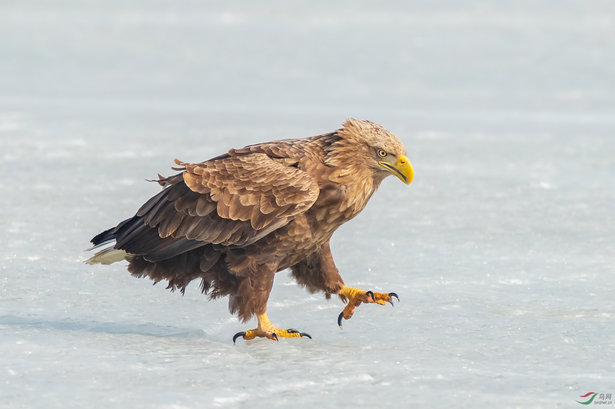 《老雕踱步》白尾海雕
