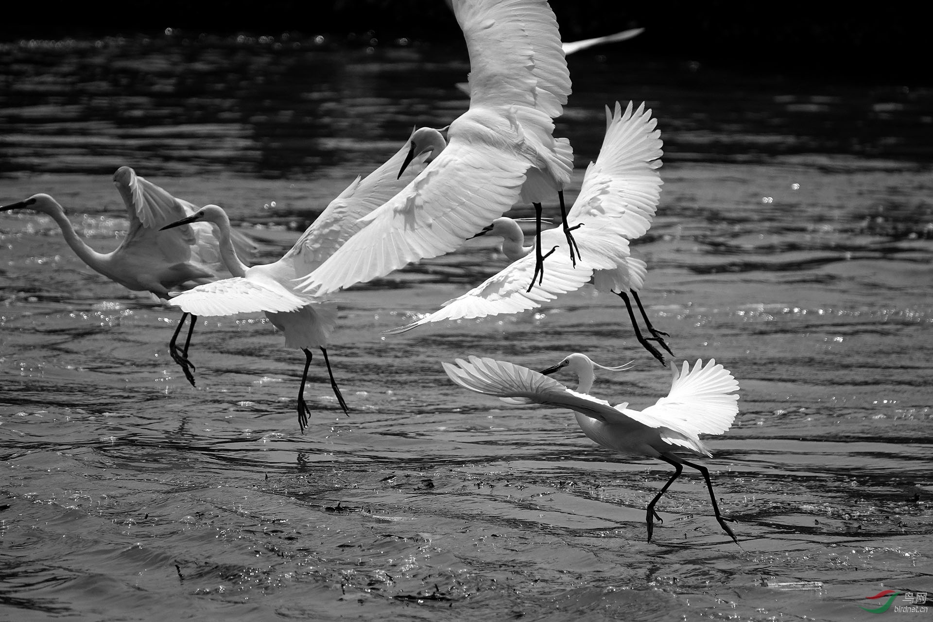 白鹭围猎场景记录
