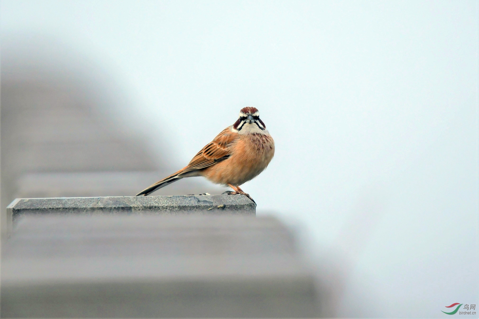 ����ü���c�ı�׼�� ����.JPG