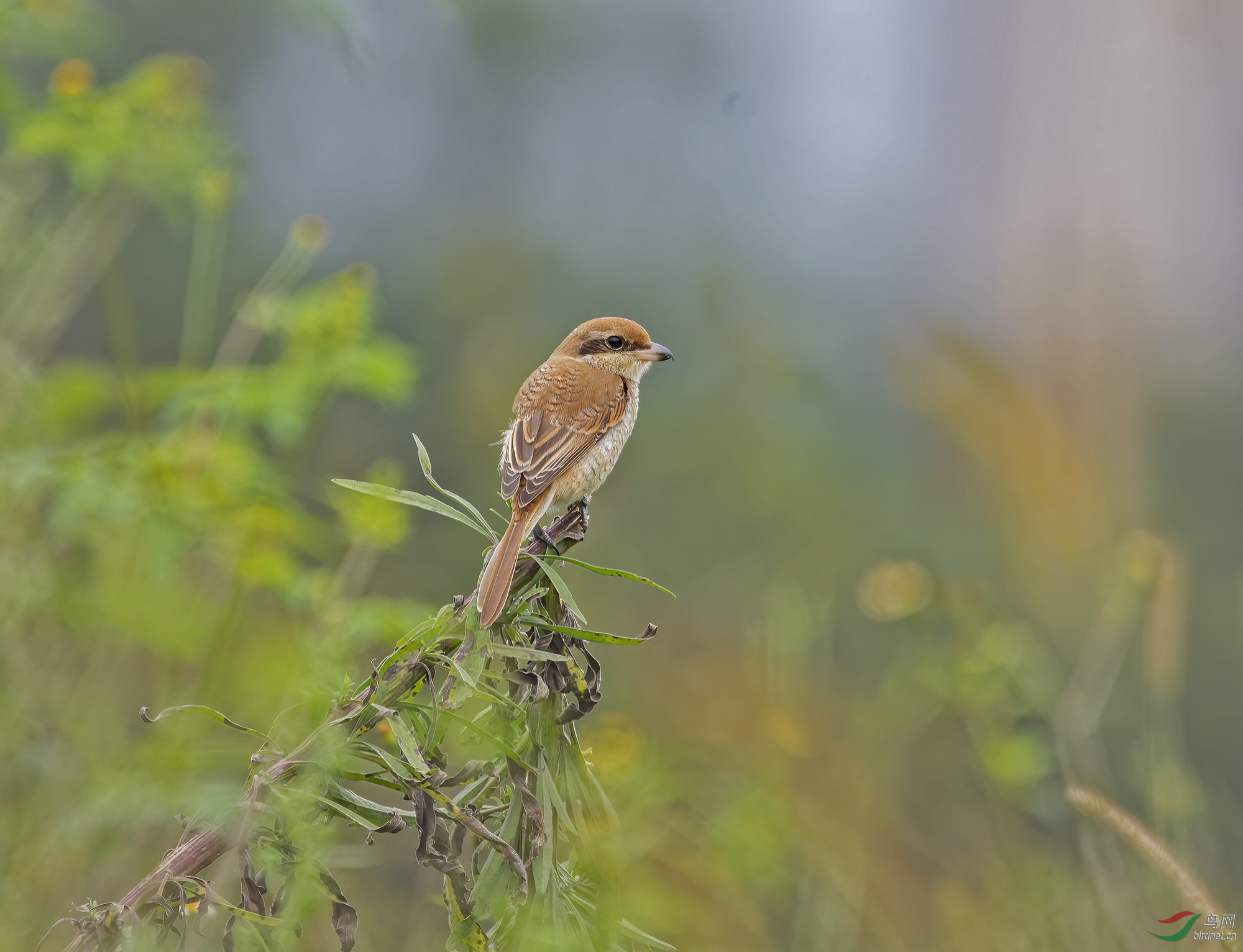 DSC_6154.jpg