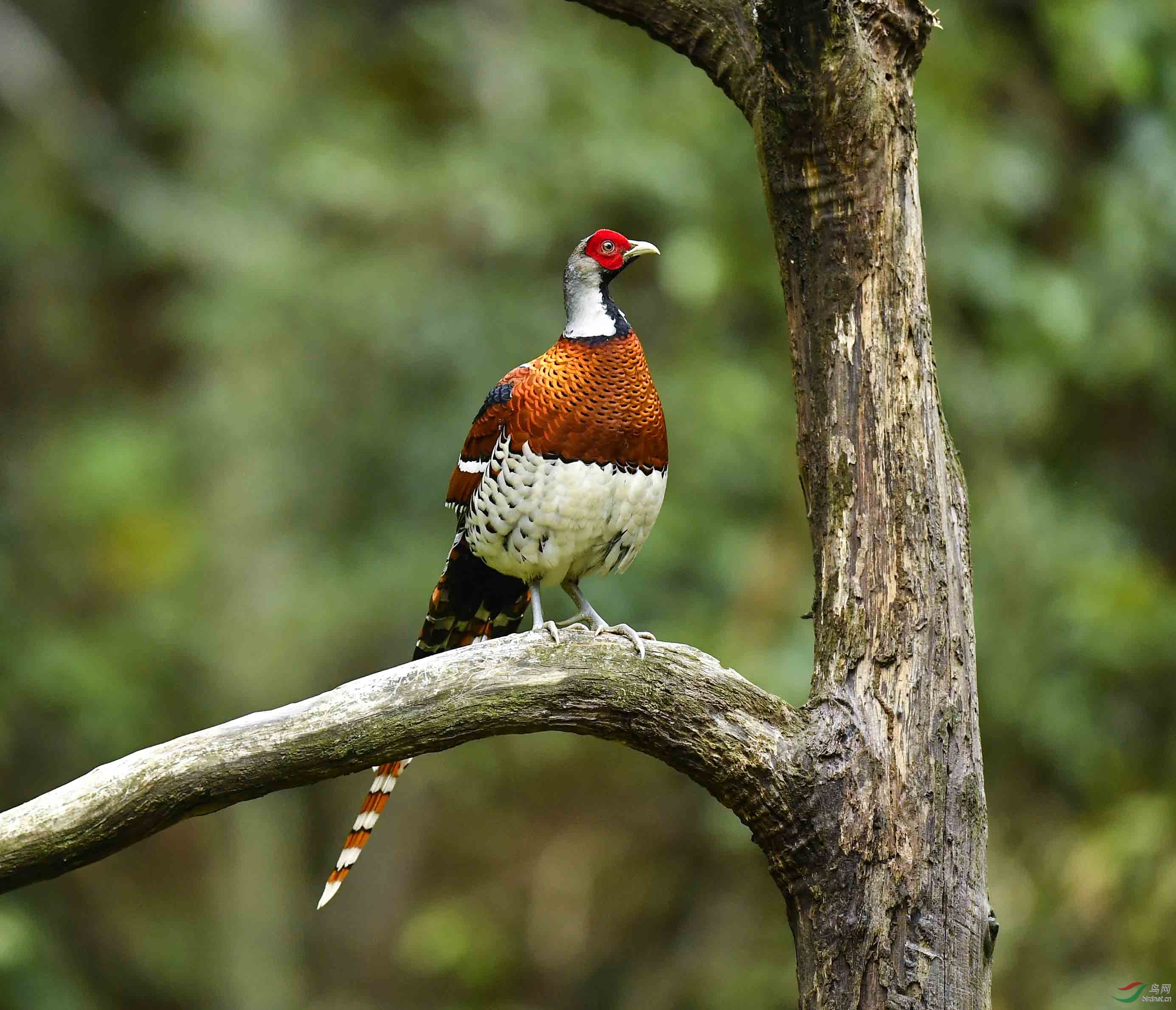 白颈长尾雉