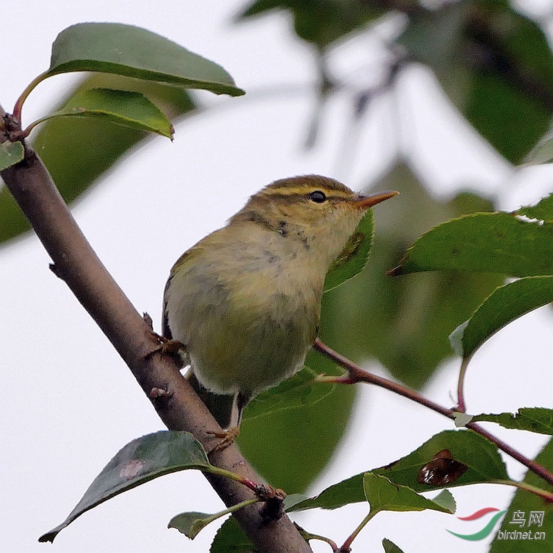 P5550601 - ����.JPG