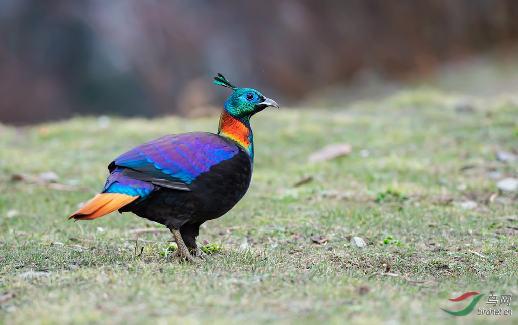 DSC_2595-0.jpg