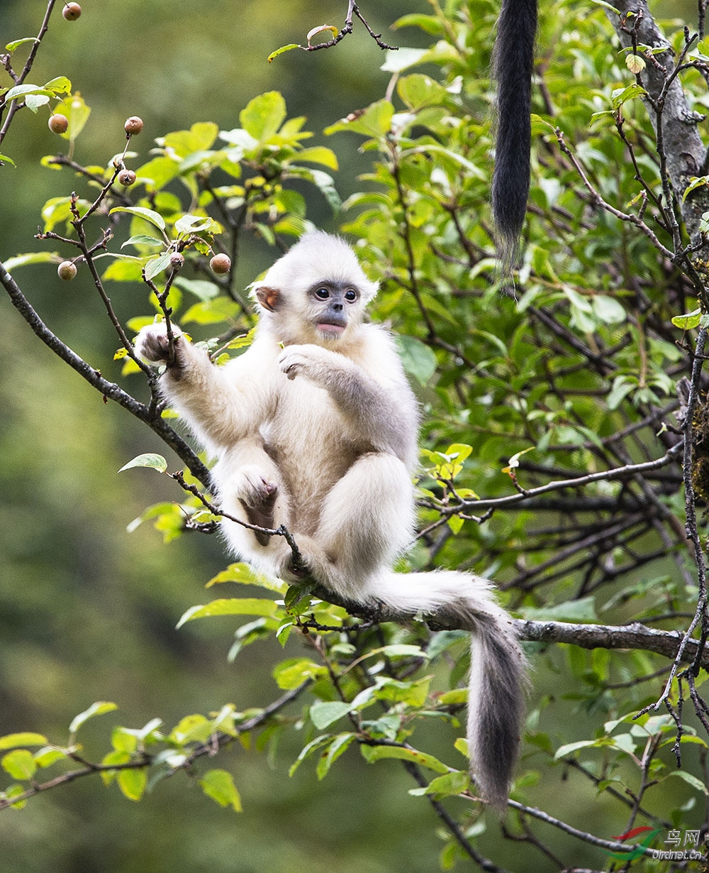 大山的精灵.滇金丝猴宝宝