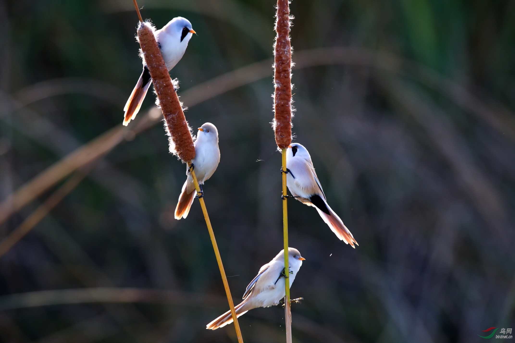 DSC_7526-88 - ����.jpg