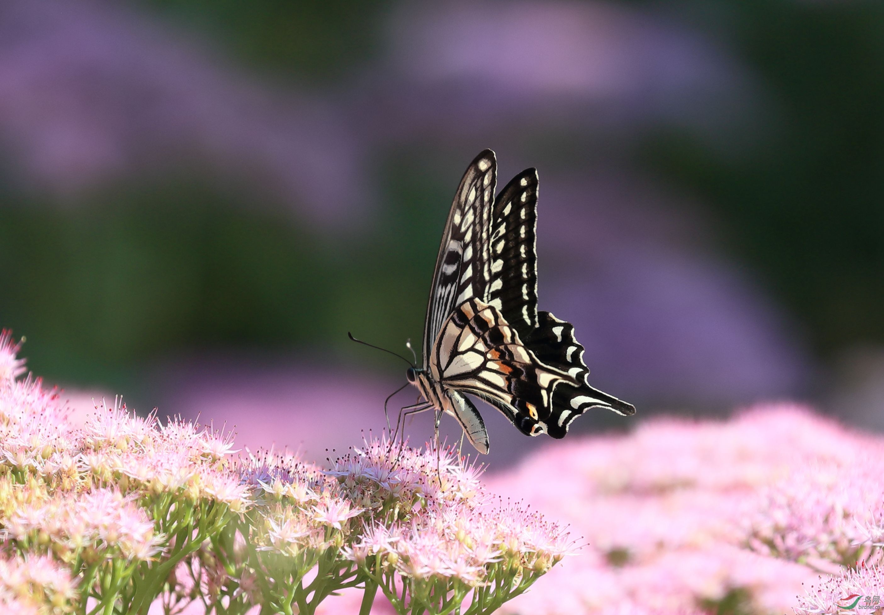 B93I2168_����.jpg