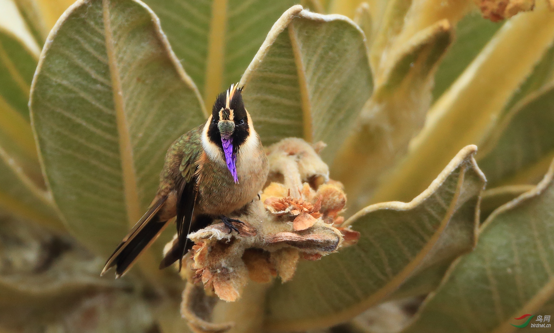 ���׷���Buffy Helmetcrest������ ��Σ��