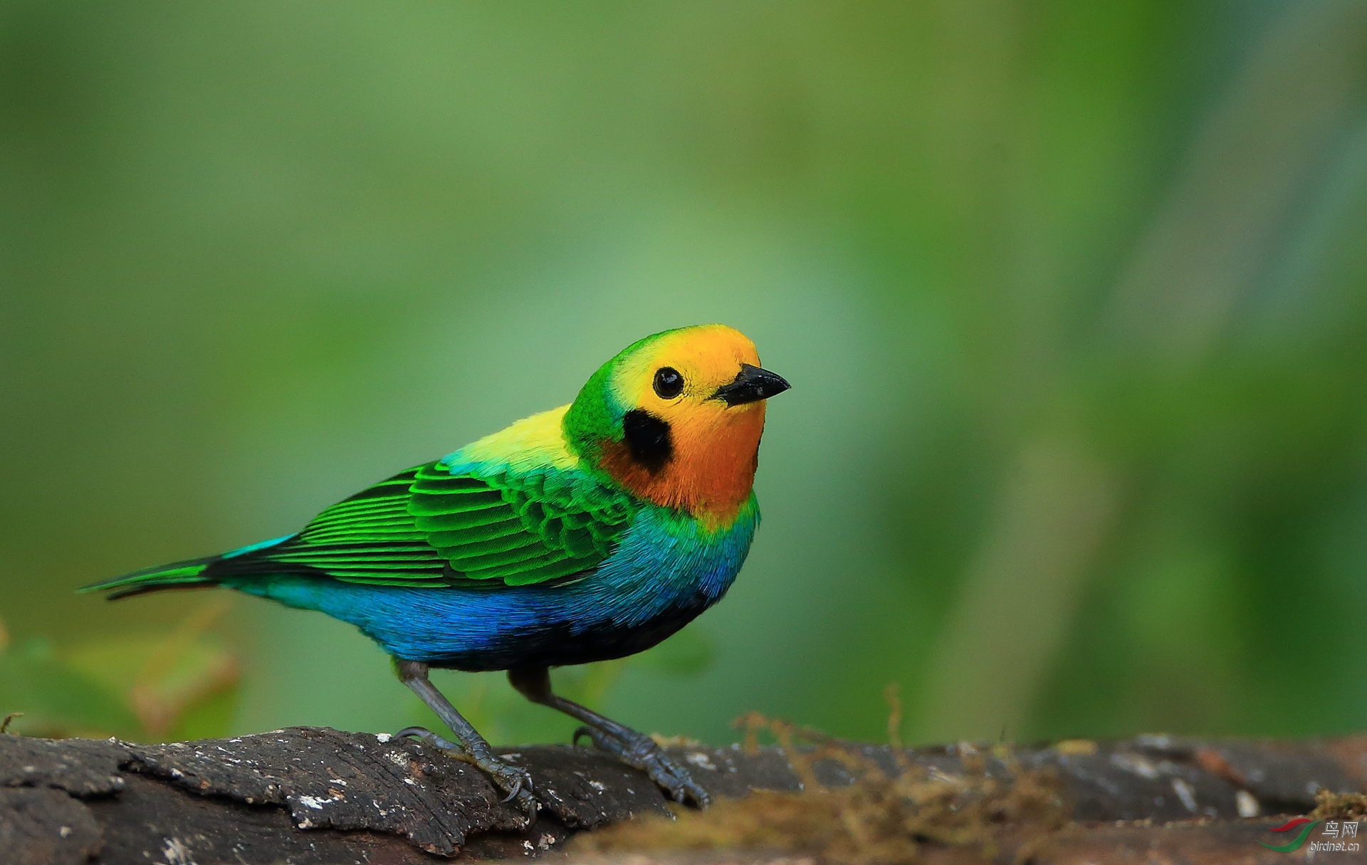 ����ȸMulticolored Tanager������ ��Σ��