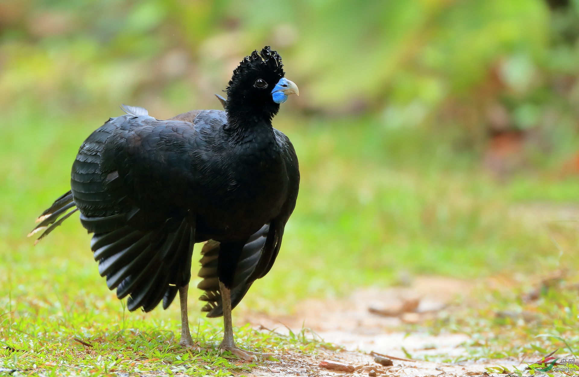 ��������Blue-billed Curassow������ ��Σ��