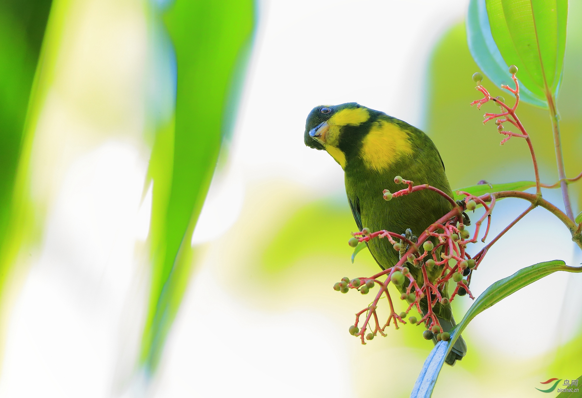 ������ȸGold-ringed Tanager������ ��Σ��