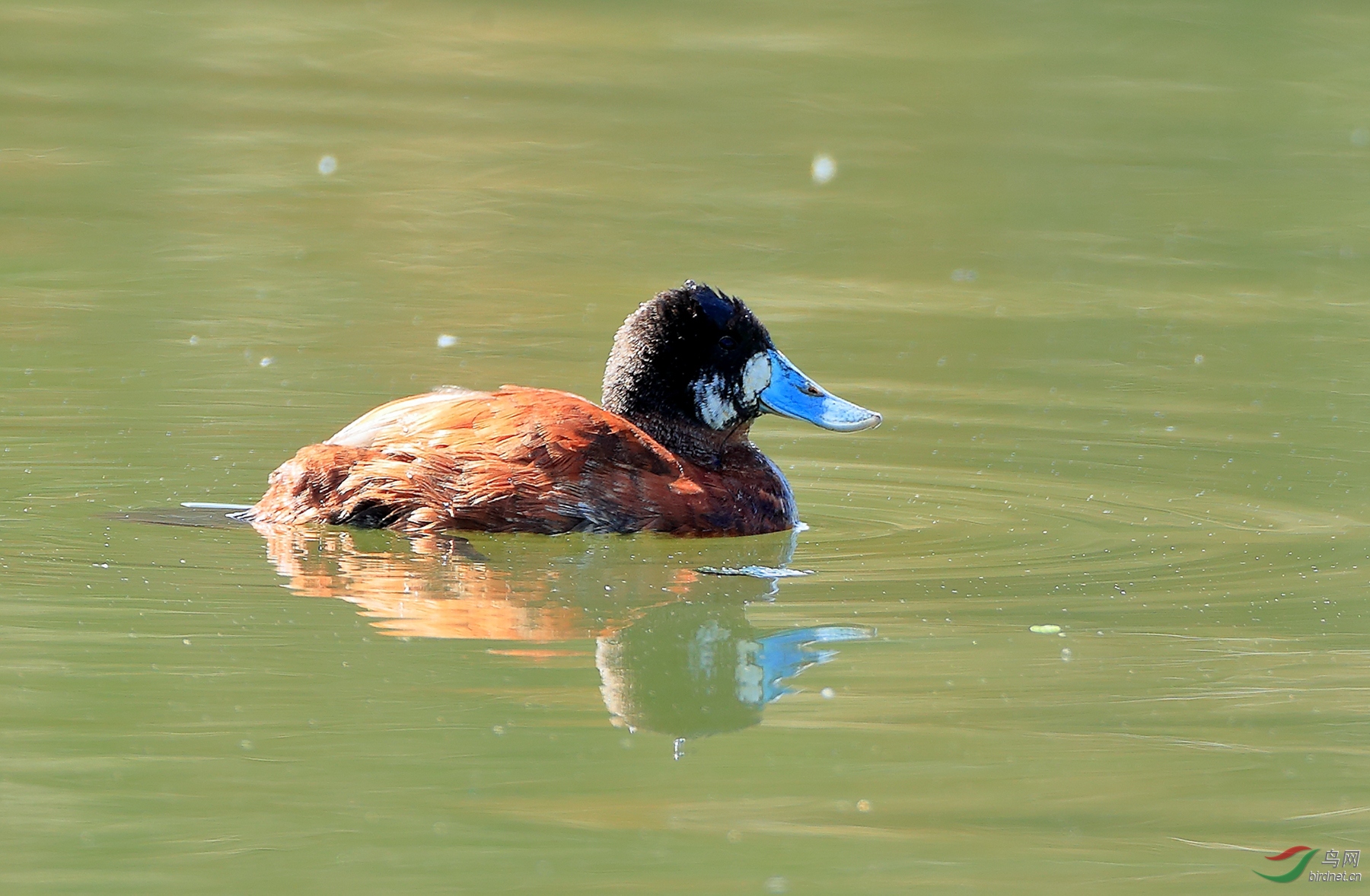 ����˹ӲβѼAndean Duck