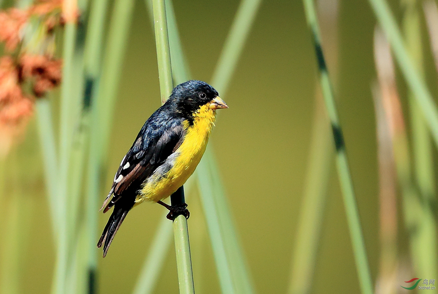 �������ȸLesser Goldfinch