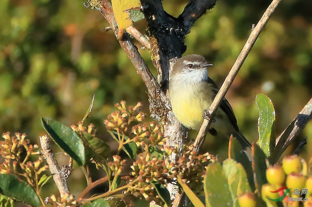 �׺������lWhite-throated Tyrannulet
