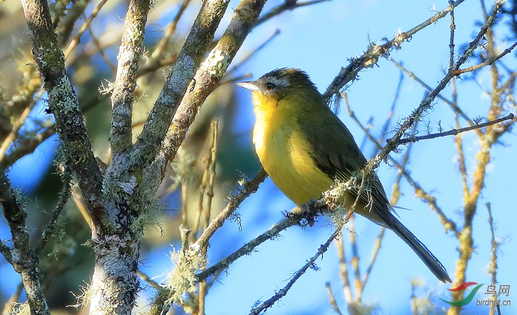 ��ü��ȸSuperciliaried Hemispingus