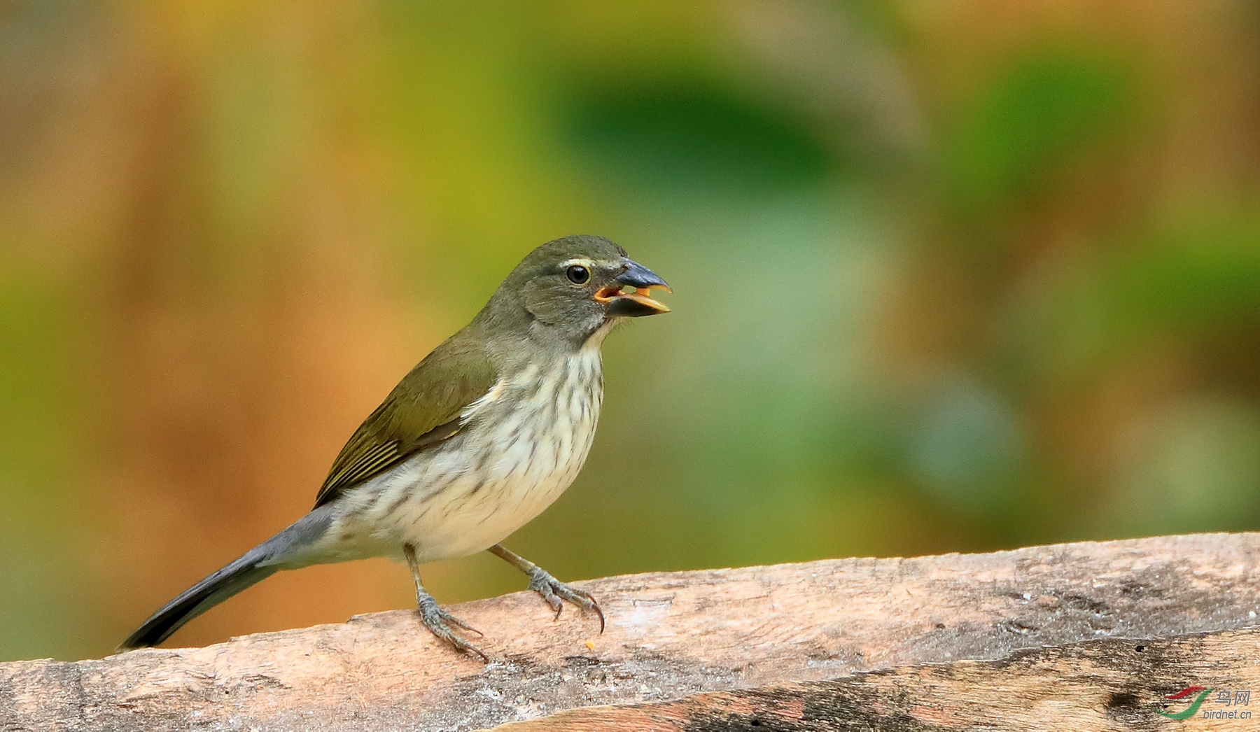 ������ȸStreaked Saltator