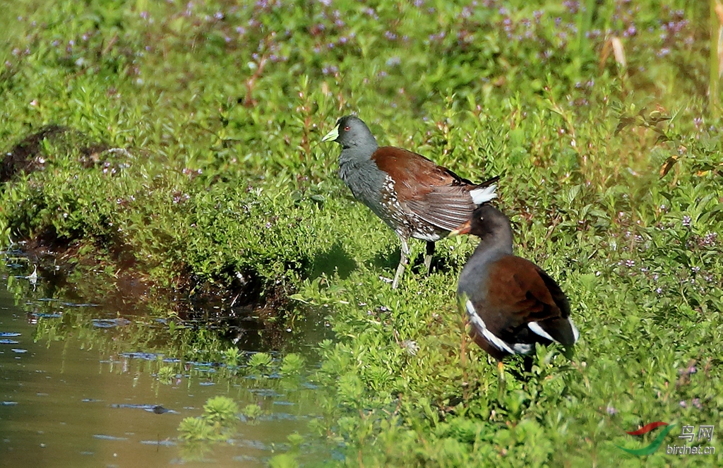 ��вˮ��Spot-flanked Gallinule
