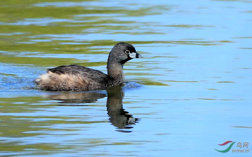 ������G�fPied-billed Grebe