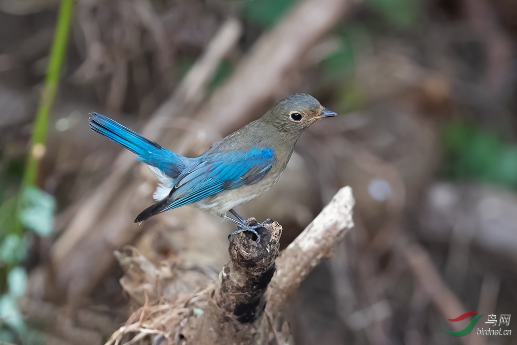 6DSC_6344_DxOa.jpg
